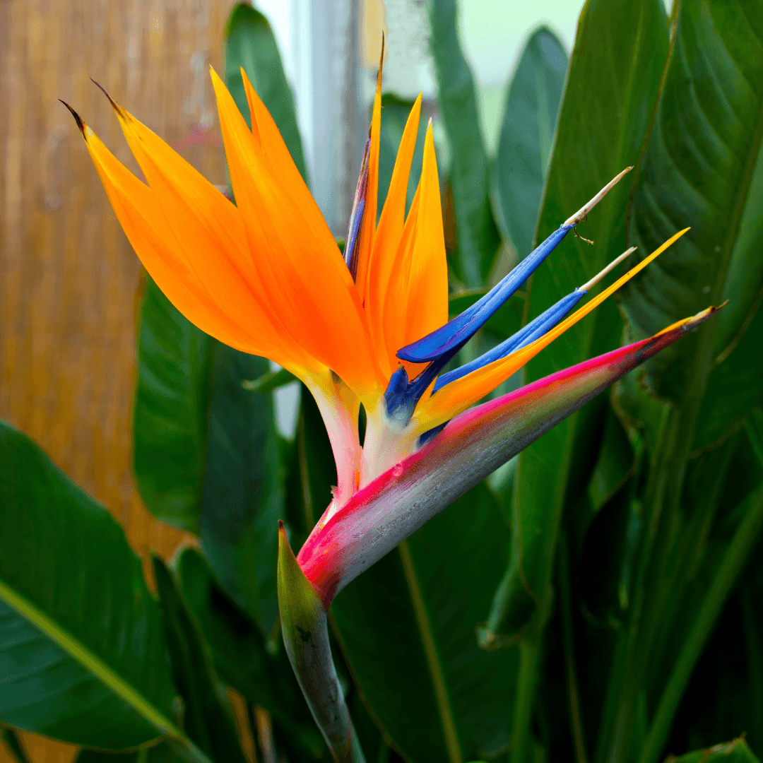 Colorful Tropical Bird of Paradise Bloom