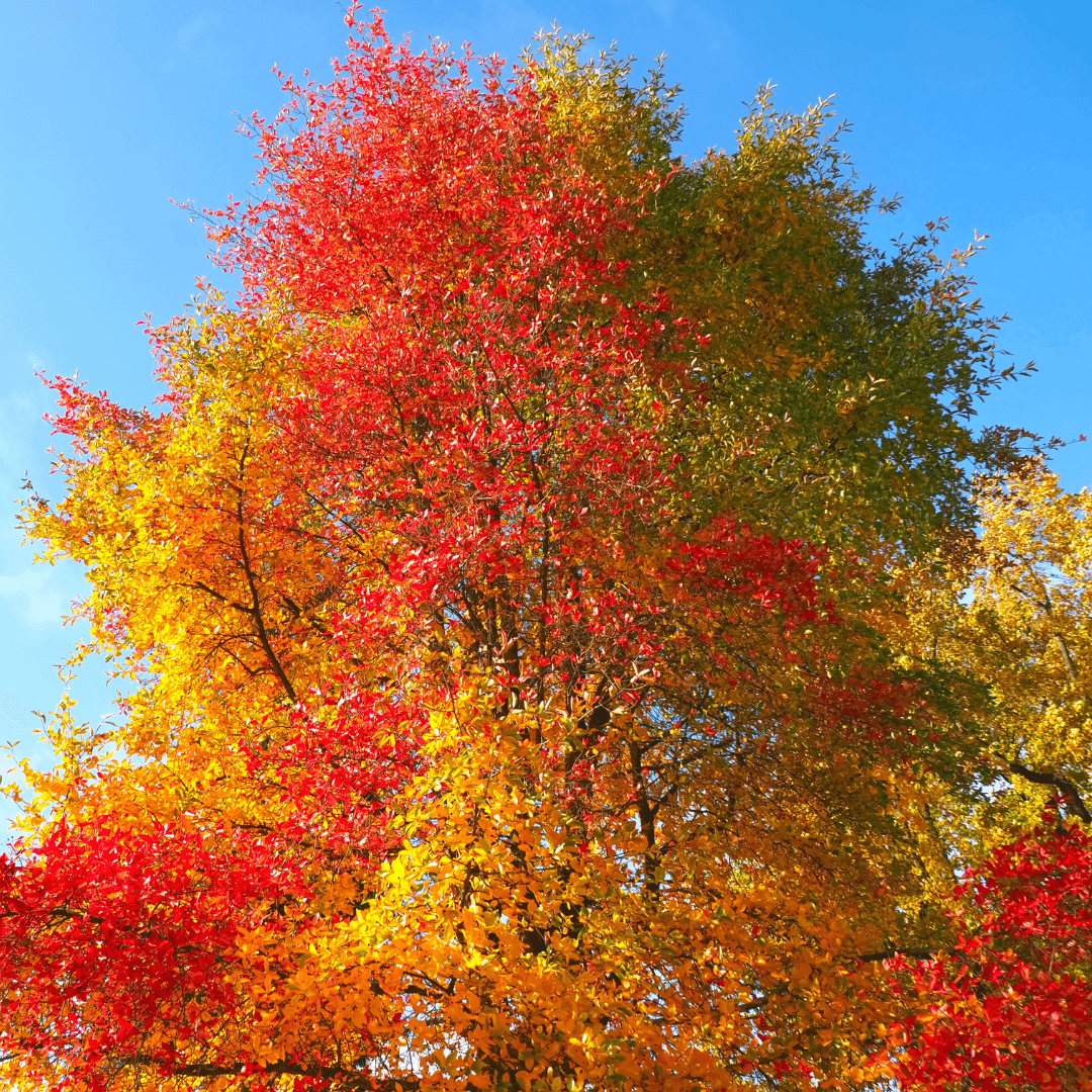 Firestarter Tupelo Tree with Various Vibrant Fall Colors