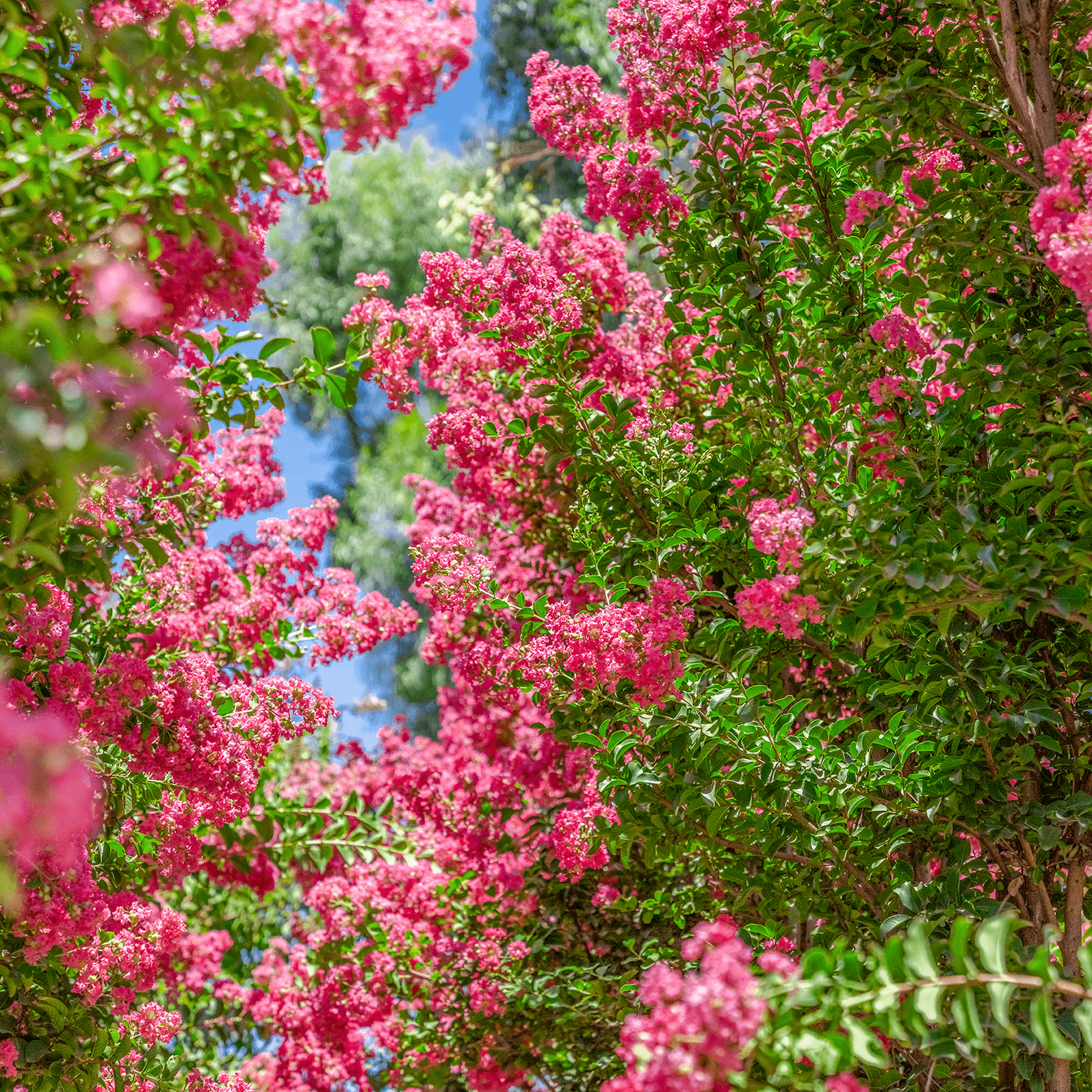 Tuskegee Crape Myrtle closeup