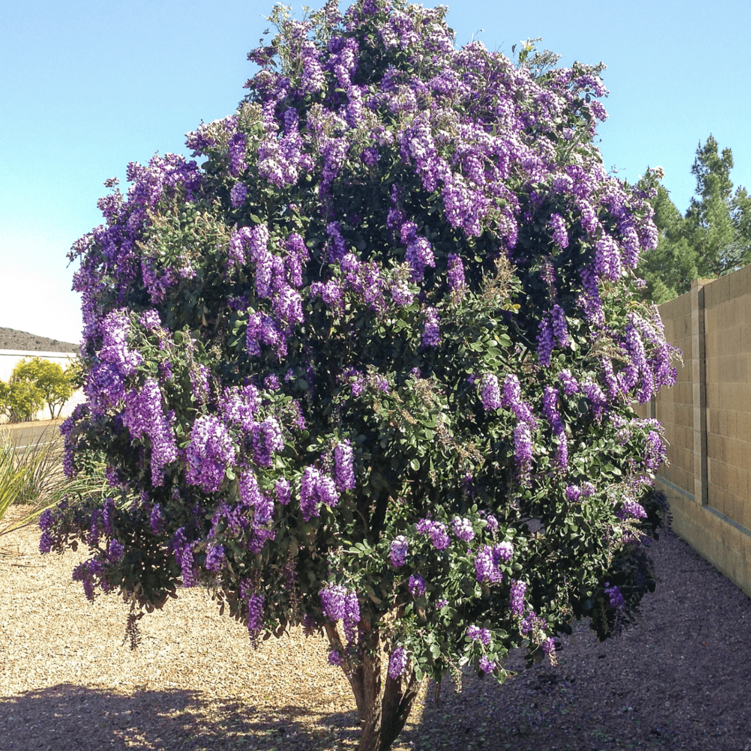 Beautiful Blooming Texas Mountain Laurel