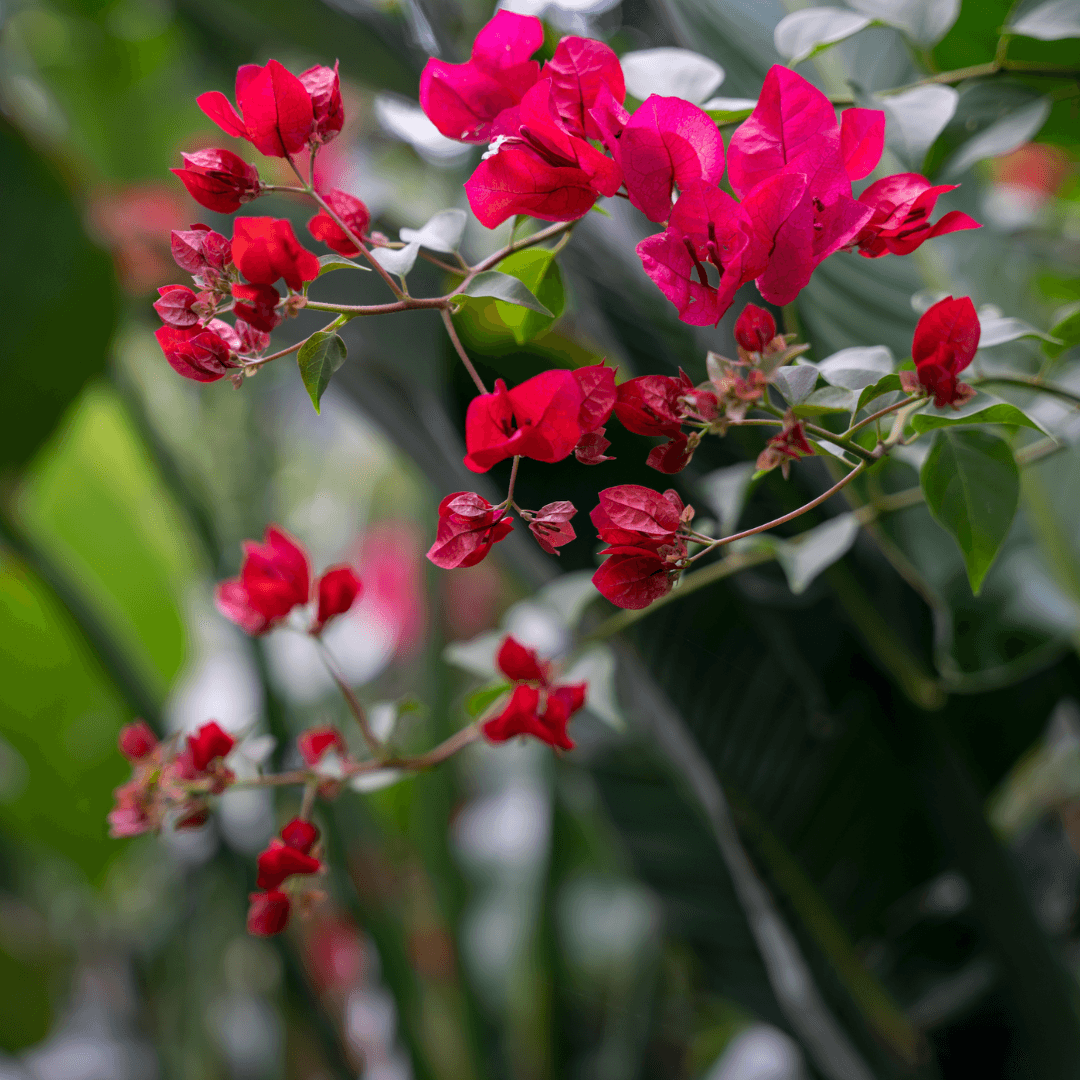 San Diego Red Bougainvillea