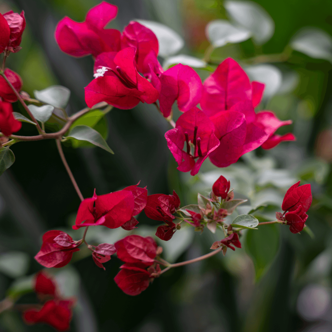 San Diego Red Bougainvillea