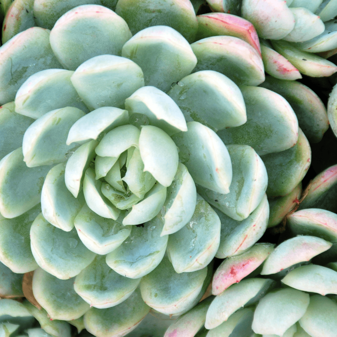 Hens And Chicks Succulent 