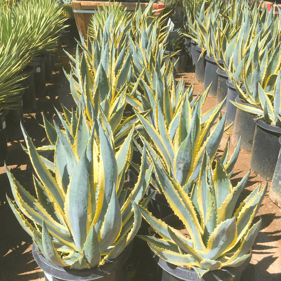 Variegated Century Plants