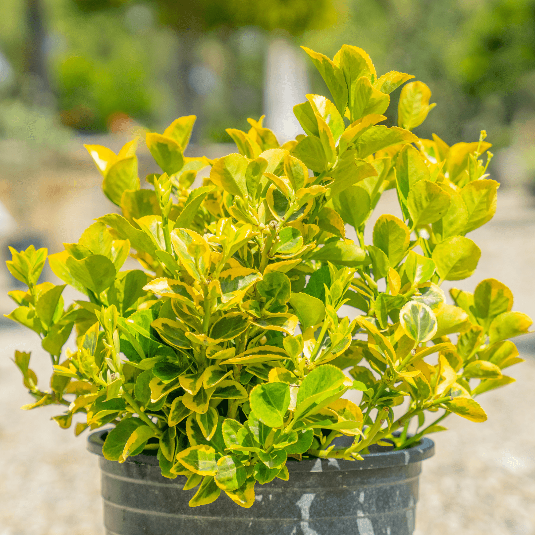 Variegated Euonymus