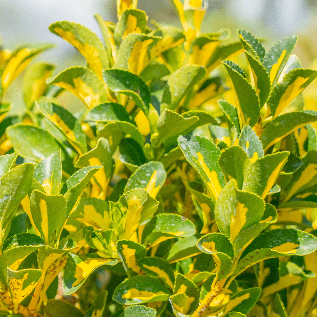 Variegated Euonymus Foliage