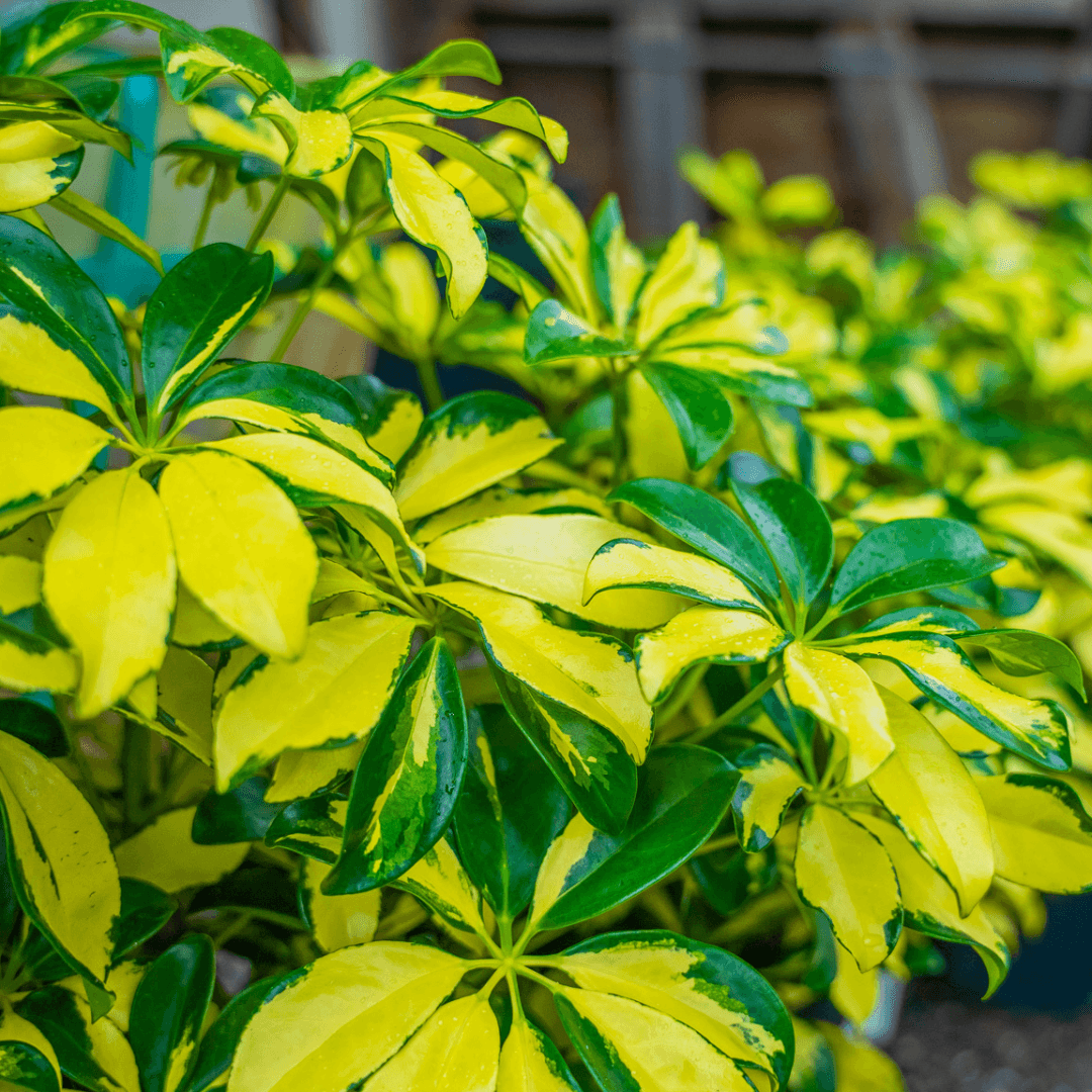 Variegated Schefflera Close Up