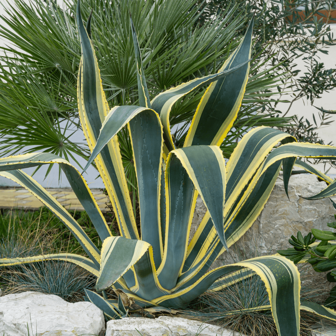 Mature Variegated Century Plant Planted