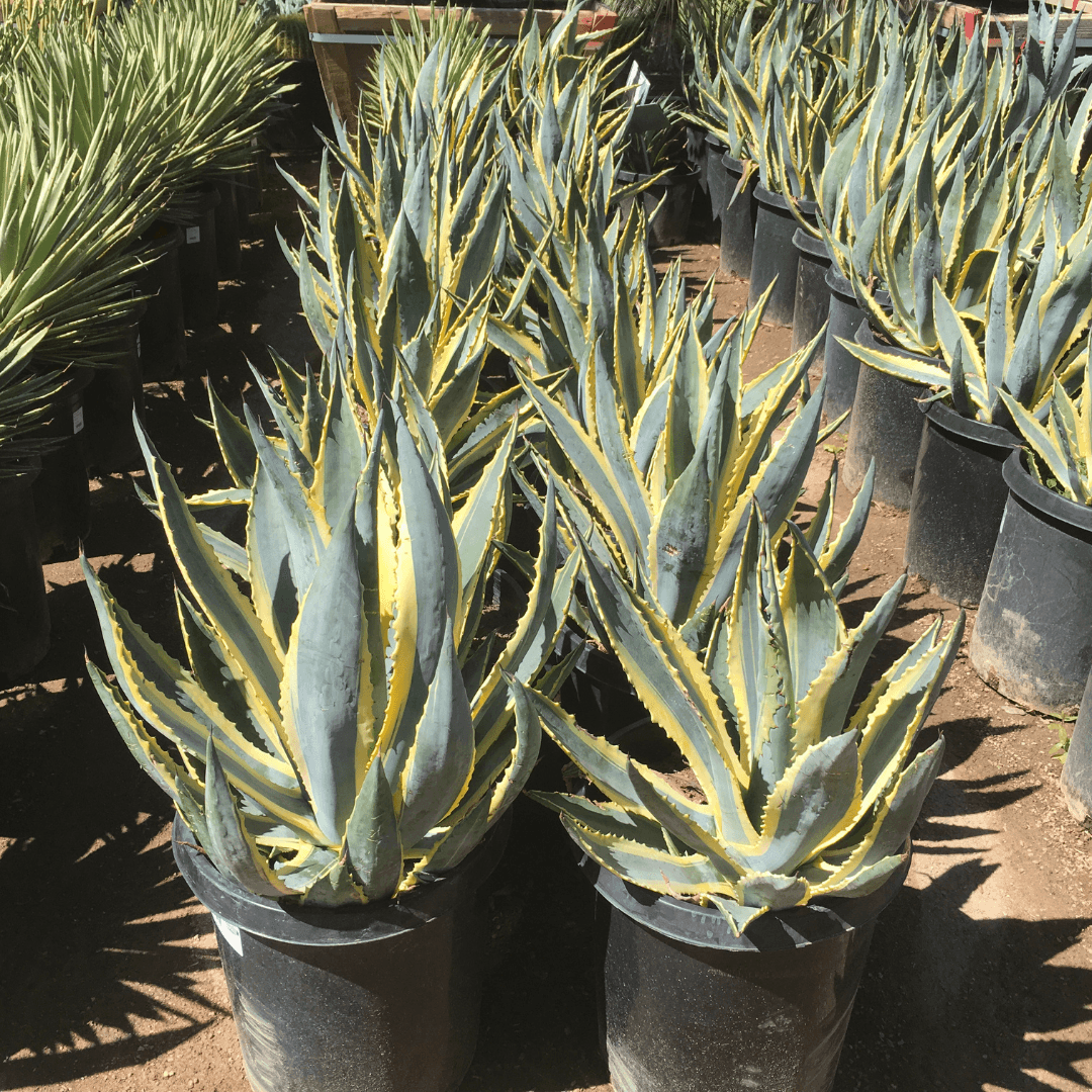 Mature Variegated Century Plants Potted