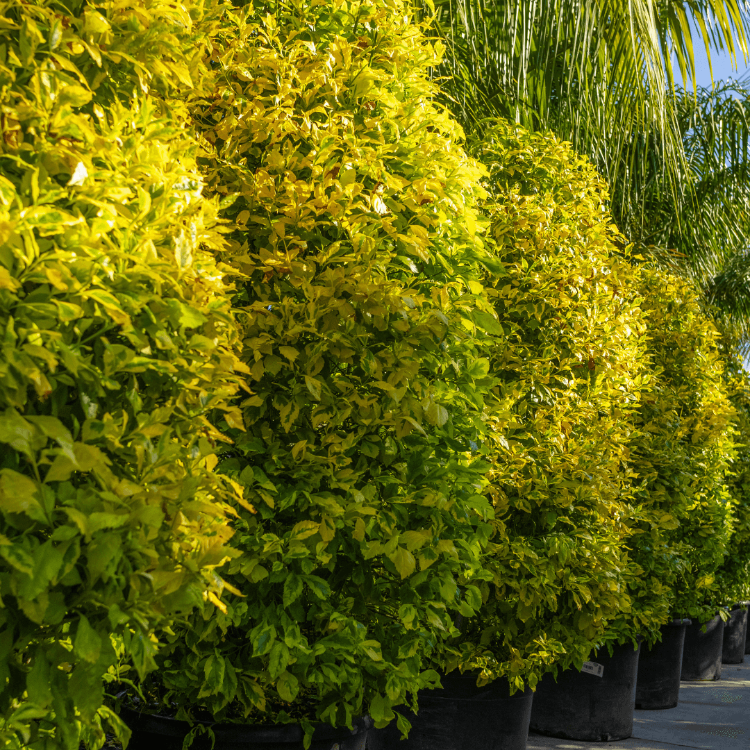 Mature Dense Variegated Duranta Skyflower Plants in a Row at Nursery 