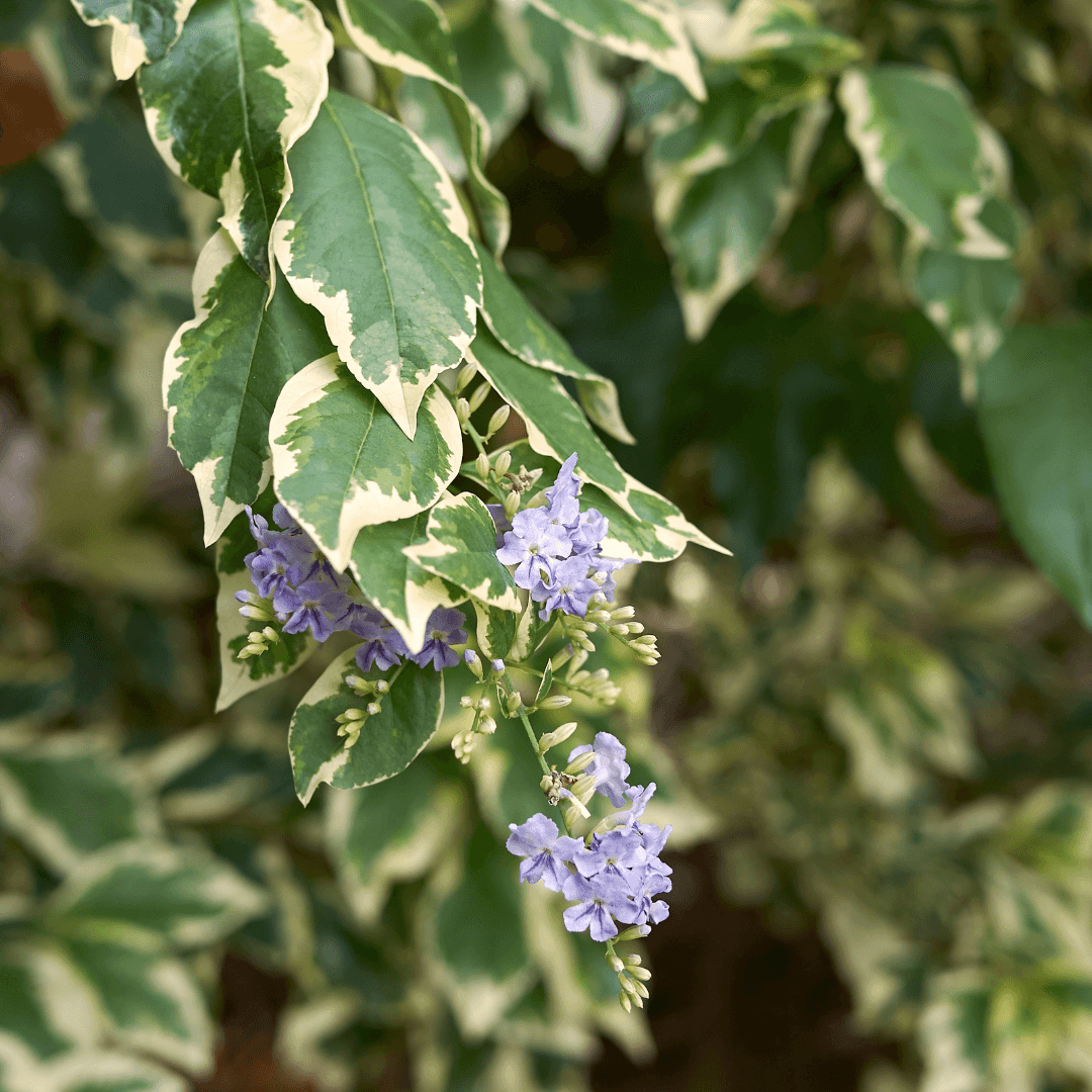 Mature Dense Variegated Duranta Skyflower Blooming