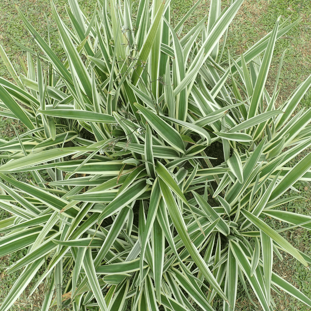 Beautiful Dense Variegated Flax Lily