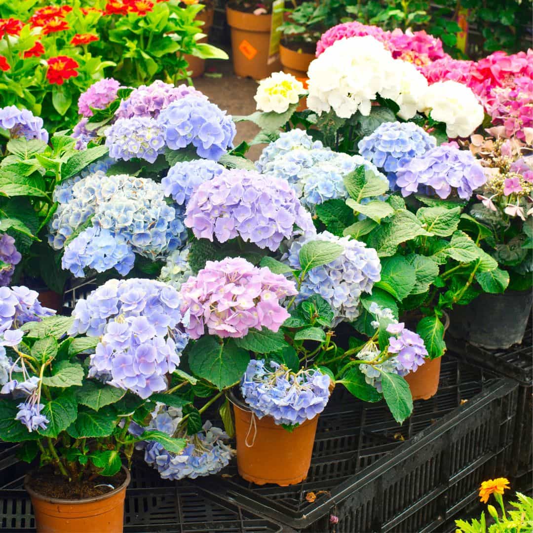 Multiple Hydrangea Plants in Various Vibrant Colors 
