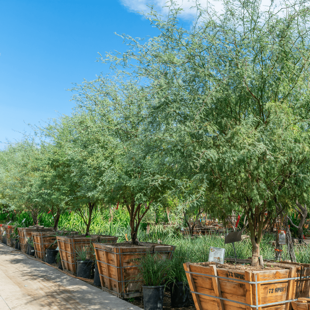 Row of Mature Potted Velvet Mesquite Trees in a Row at Nursery