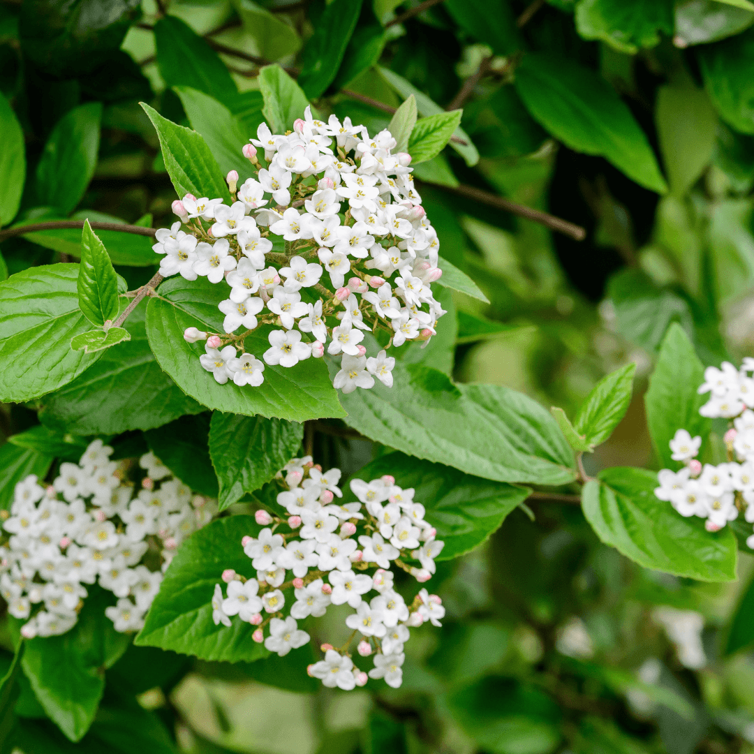 Beautiful Blooming Viburnum Bush with White Flowers 