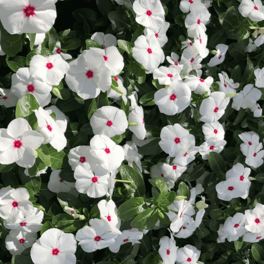 Beautiful Blooming Vinca Flowers