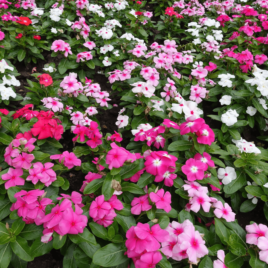 Beautiful Blooming Vinca Flowers