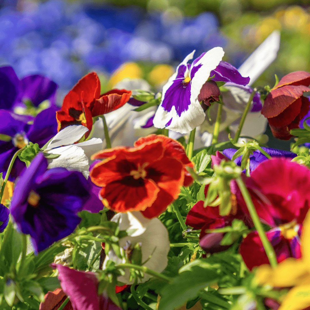 Beautiful Blooming Viola Flowers Assorted