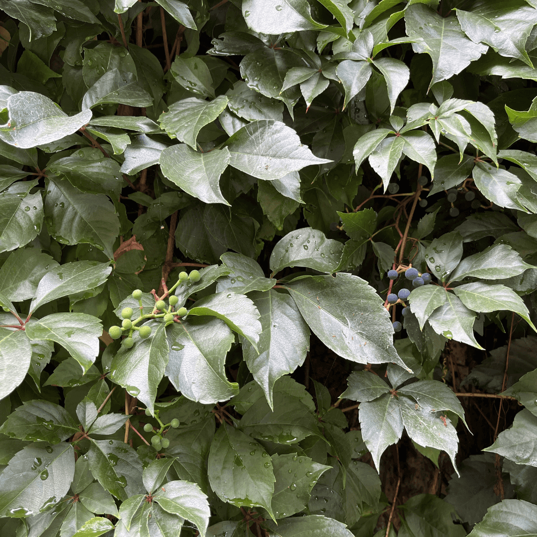Dense Green Virginia Creeper Plant