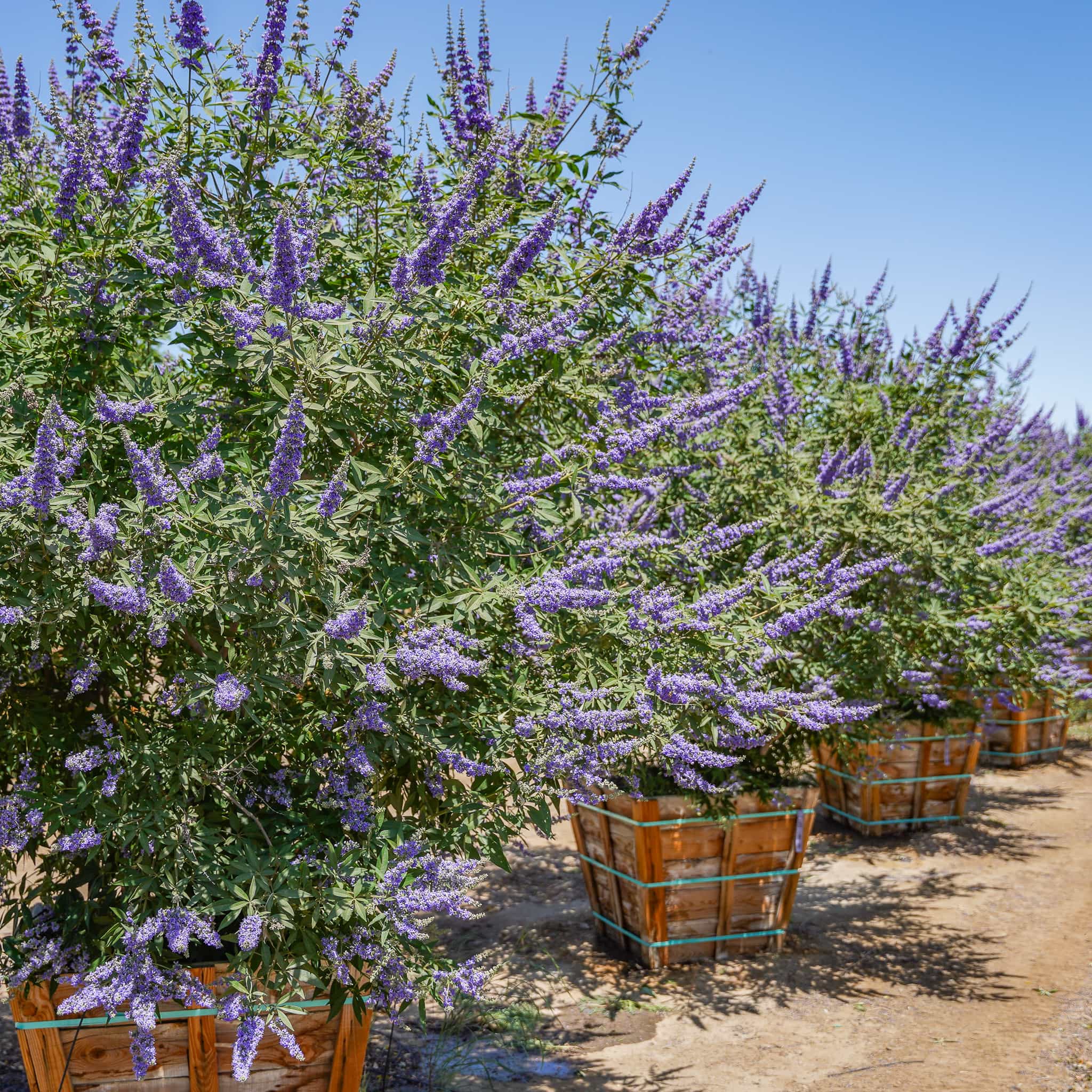 Row of Vitex Trees