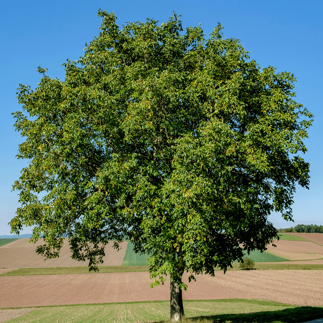 Mature Walnut Tree Planted 