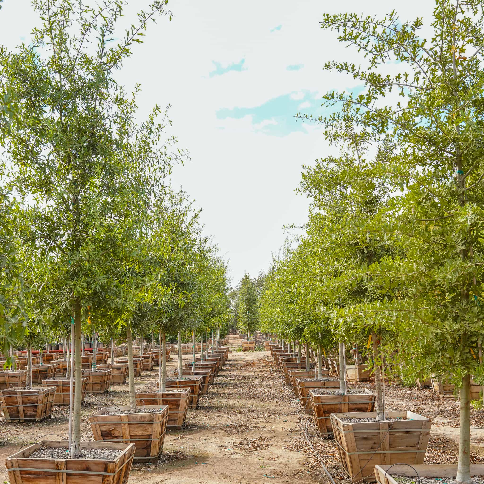 water oak row