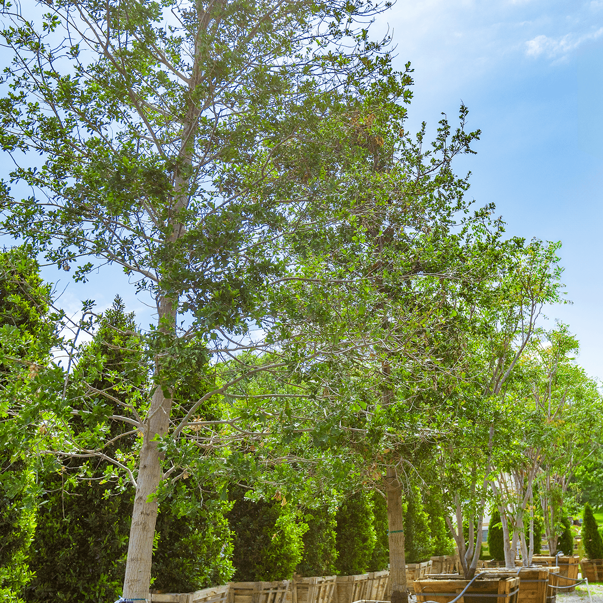 water oak row