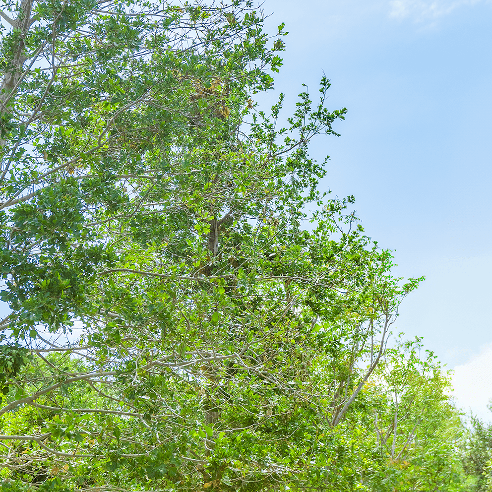 water oak canopy