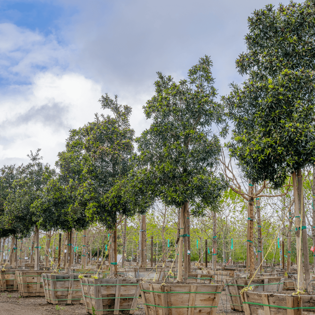 Multiple Water Gum Trees Potted