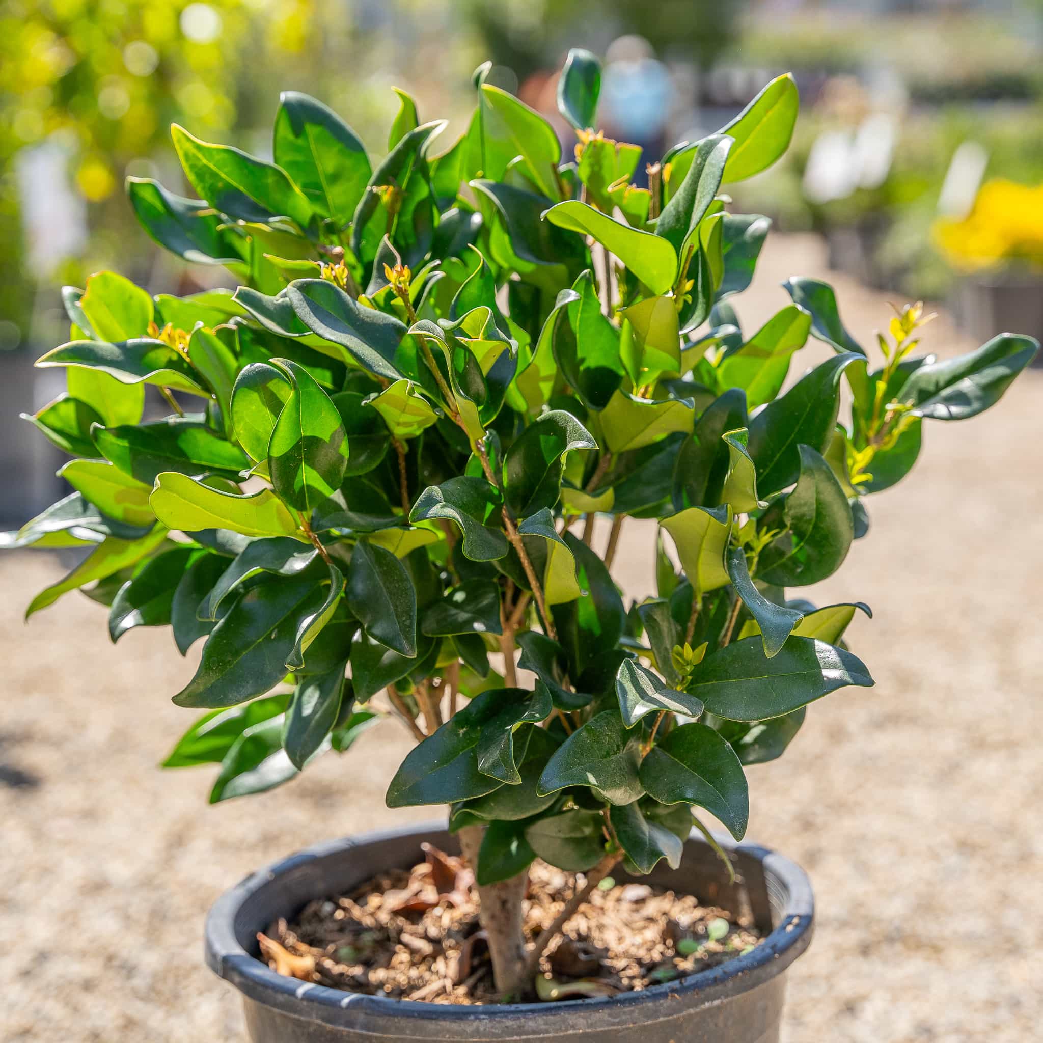 Wax Leaf Privet