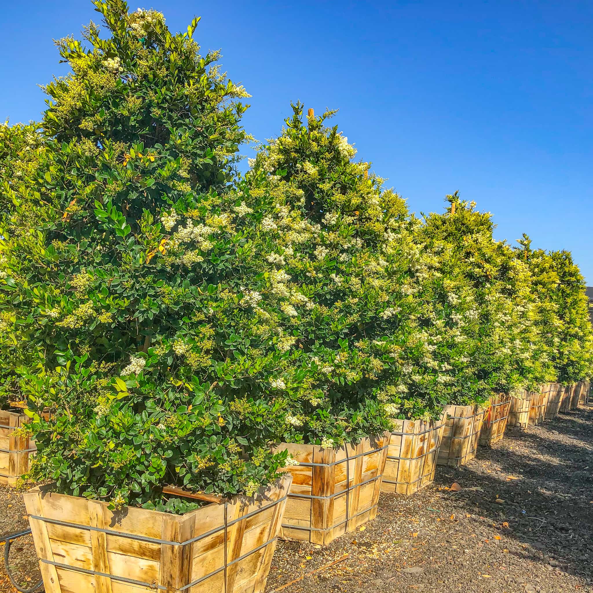 Wax Leaf Privet