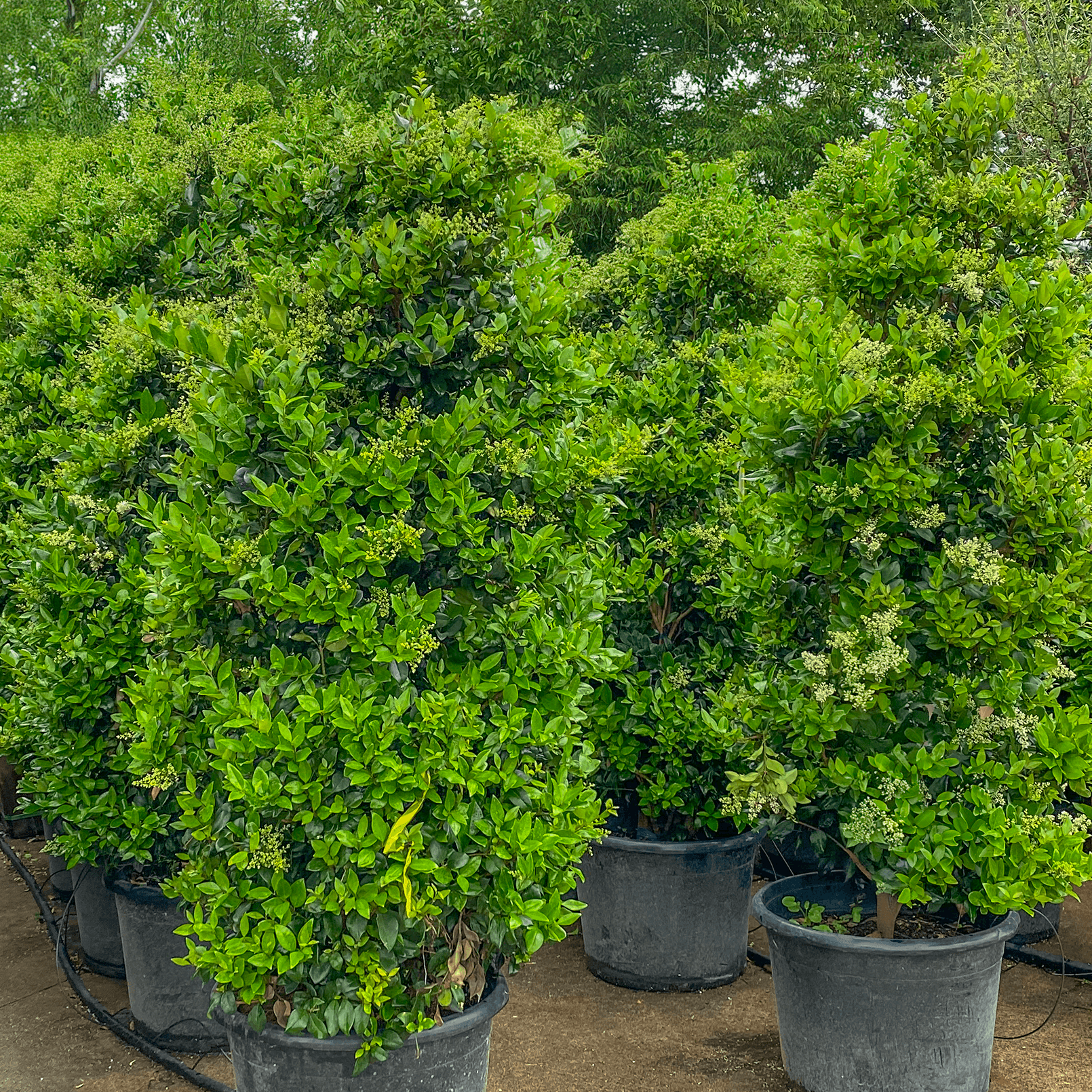 Wax Leaf Privet