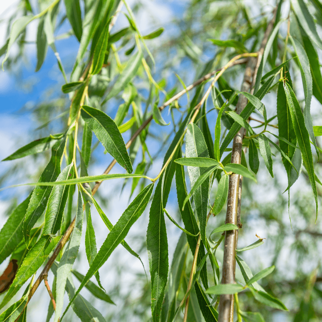 Weeping Willow Foliage
