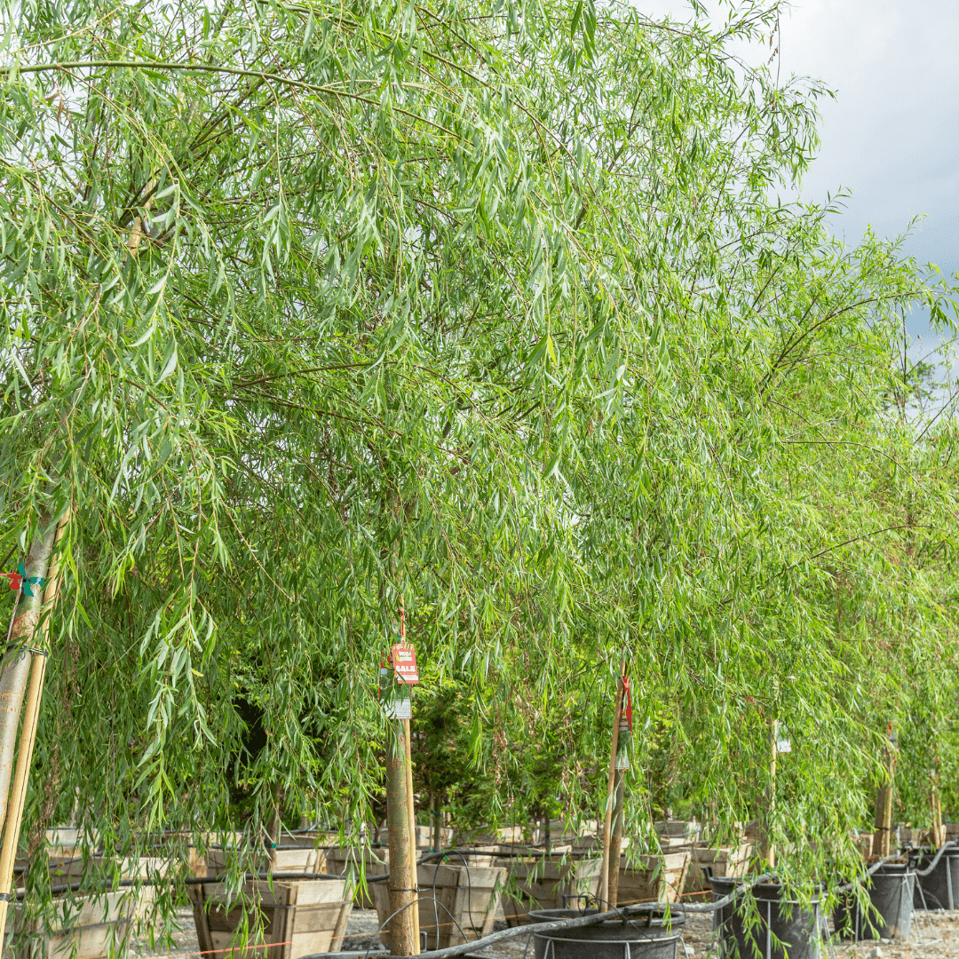 Weeping Willow Tree