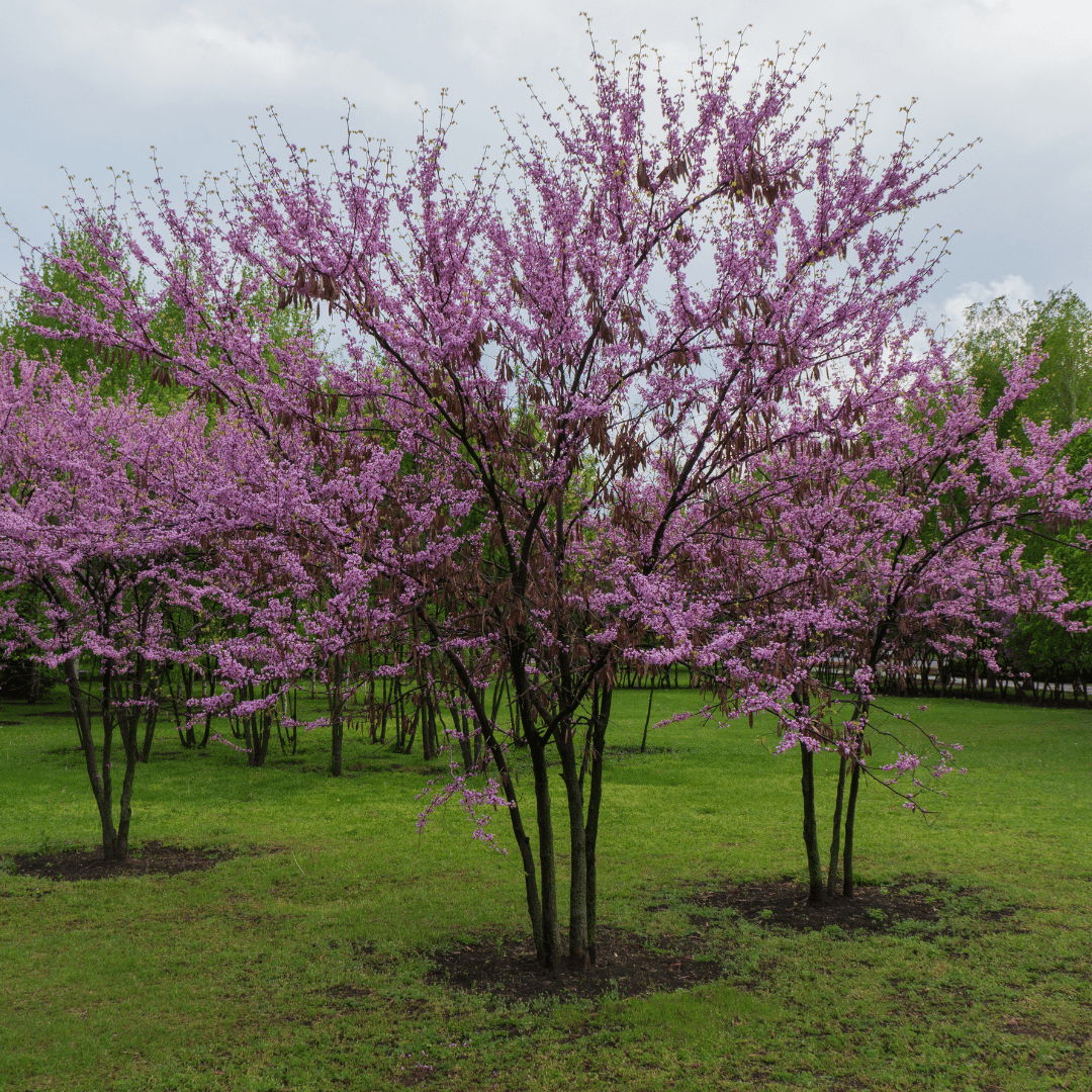 Beautiful Blooming Western Redbud Tree with Vibrant Pink Flowers