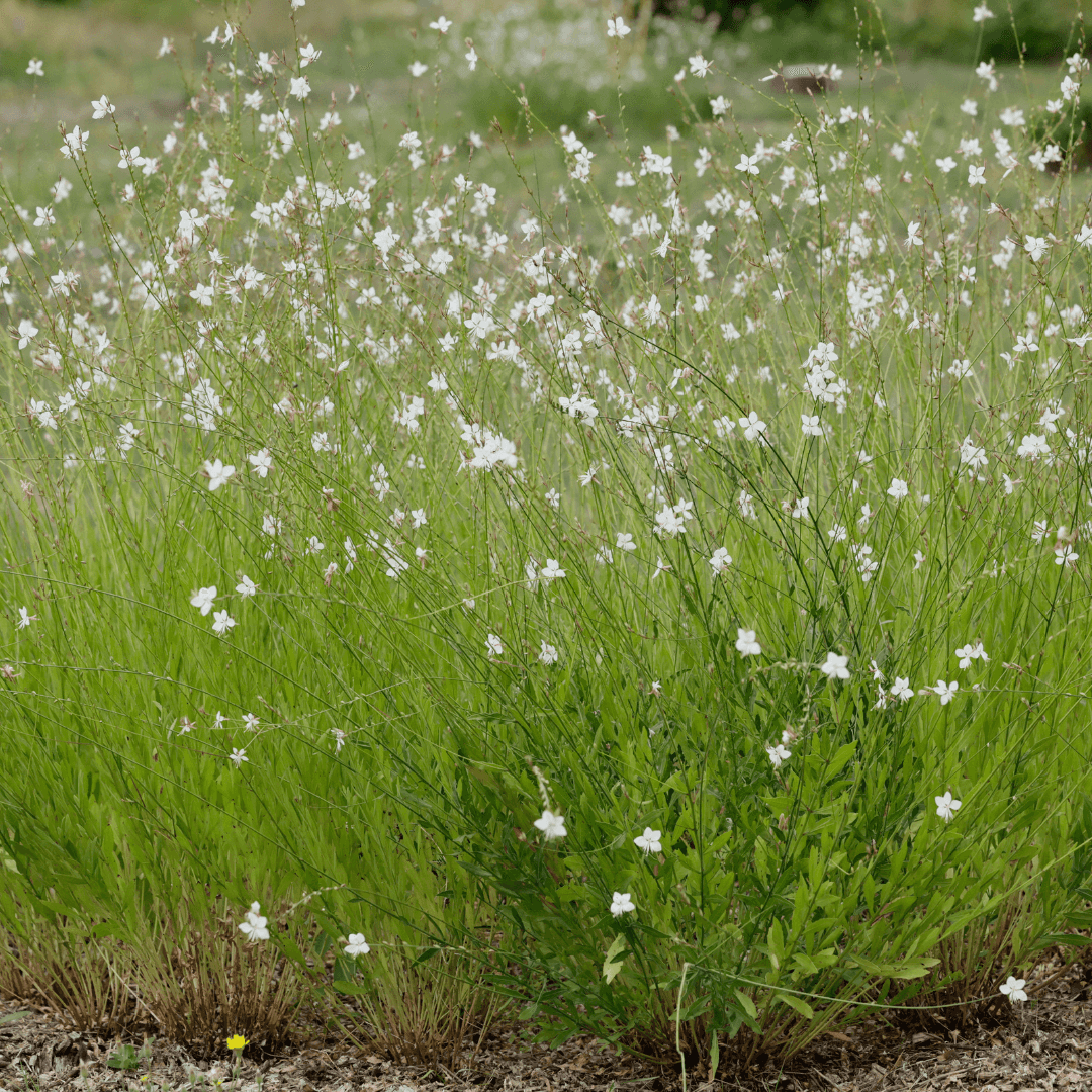 Whirling Butterflies Plant Mature and in Full Bloom With Vibrant Colored Flowers  