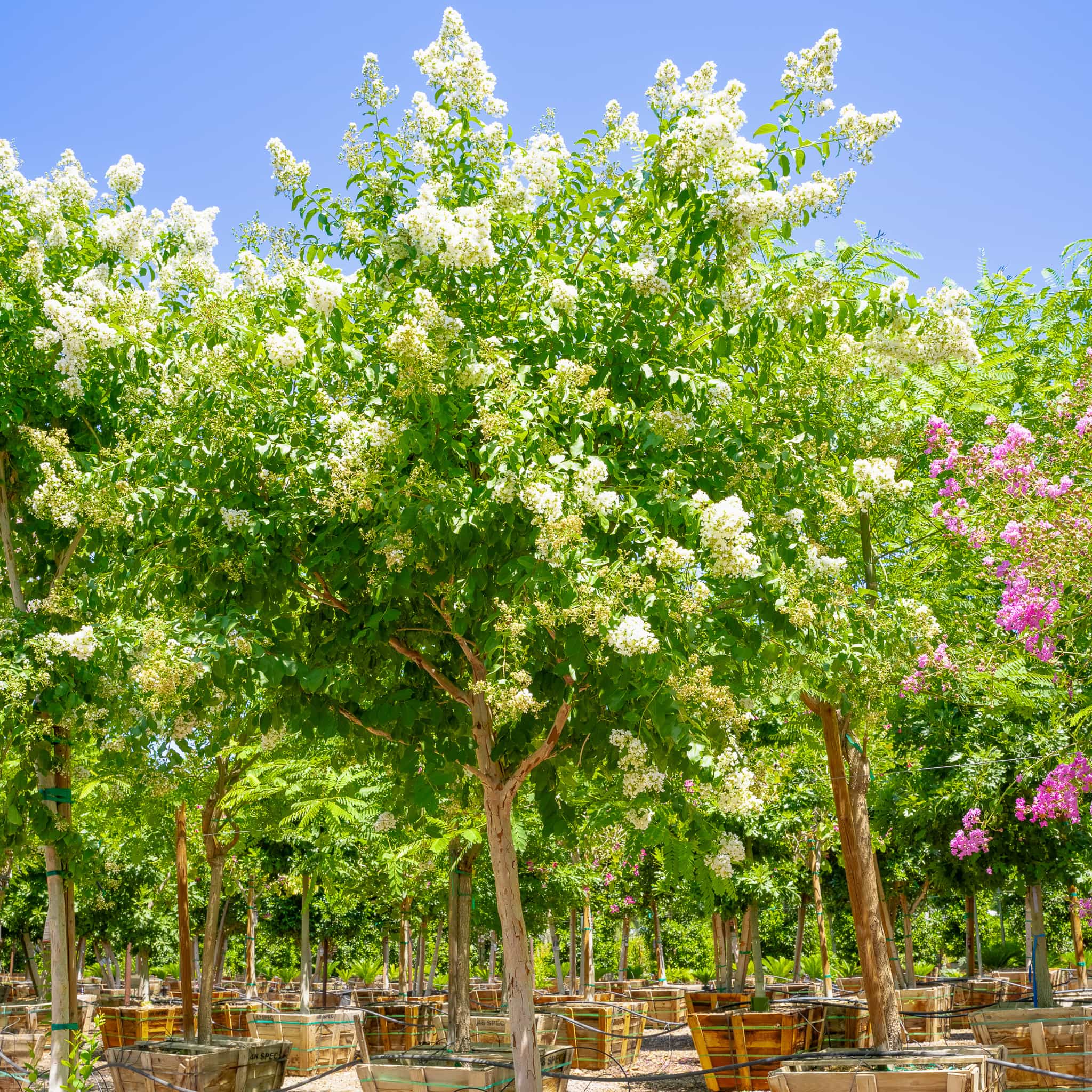 Natchez Crape Myrtle tree in nursery