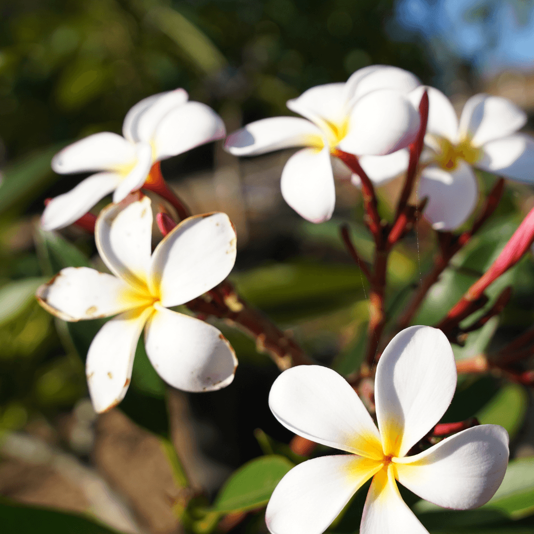 White Plumeria Flowers