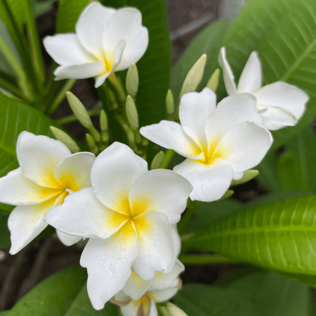 White Plumeria Flowers