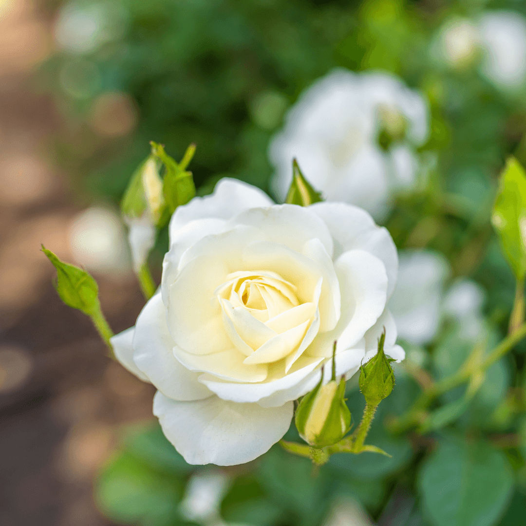 White Roses