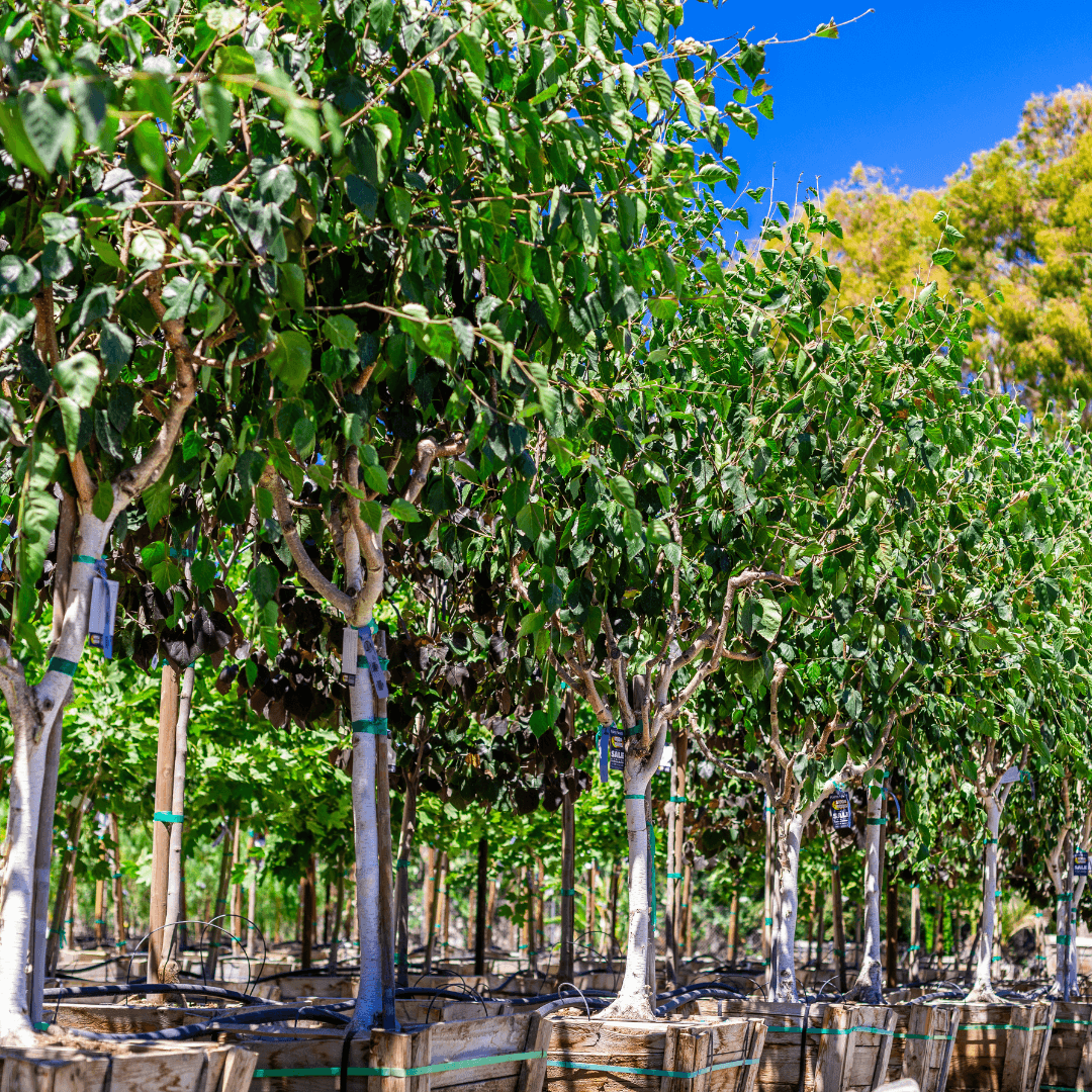 Multiple White Birch Trees