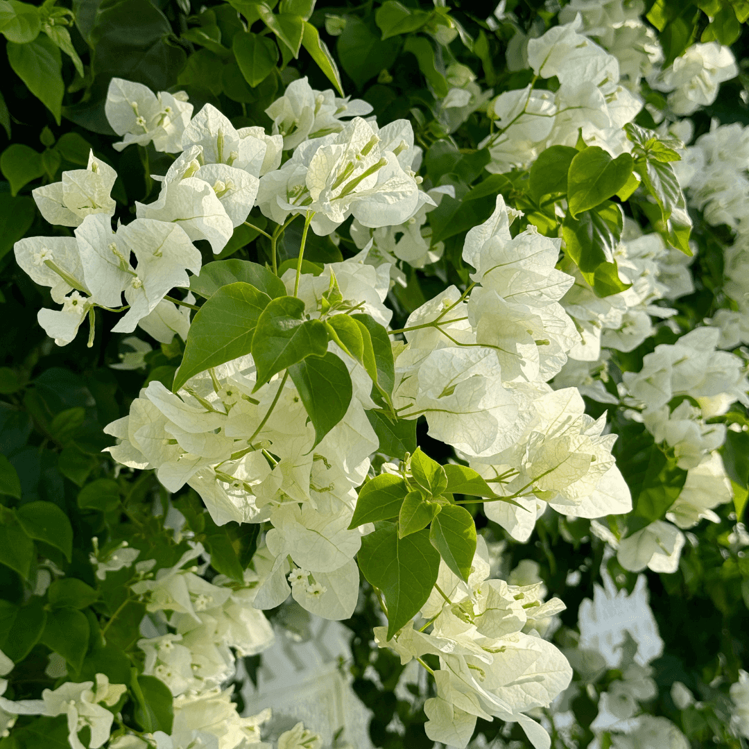 Dense Blooming White Bougainvillea Plant with Beautiful White Flowers