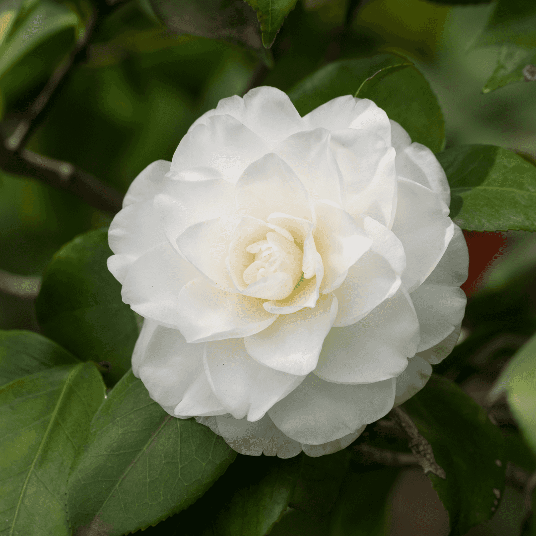 Beautiful Blooming White Camellia Plant with Vibrant White Flower