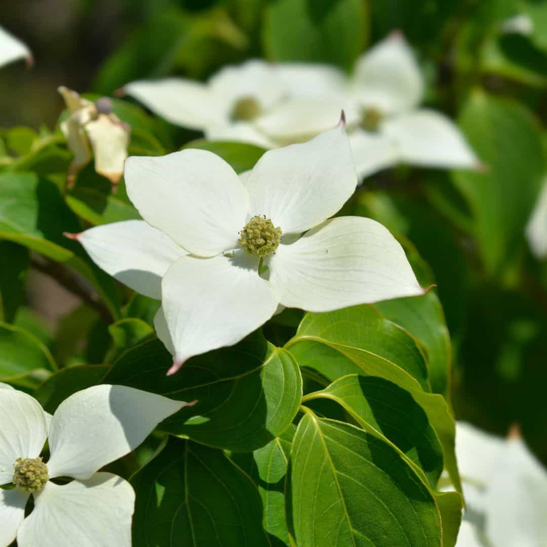 White Wonder Dogwood Tree With Beautiful White Flowers 