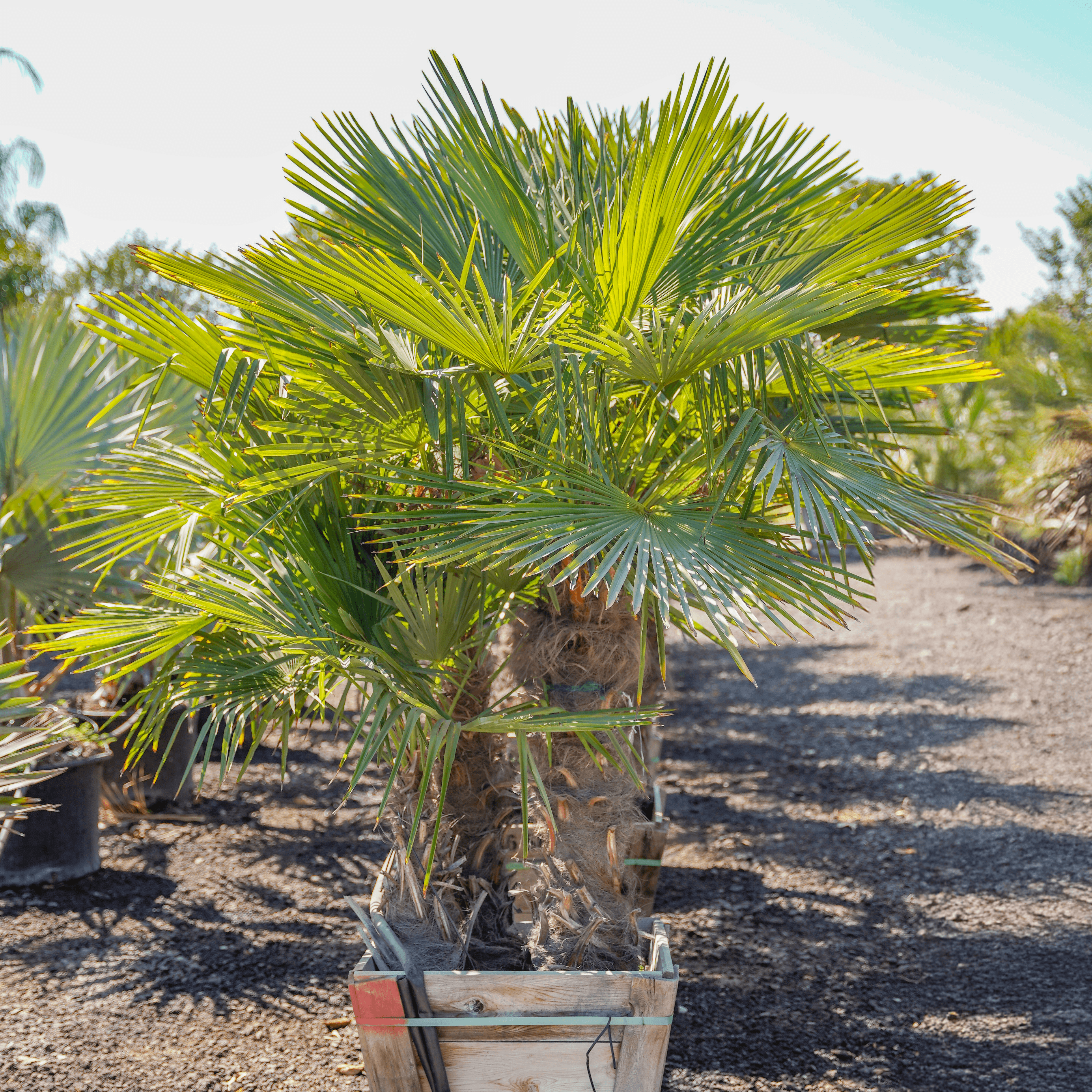 Windmill Palm