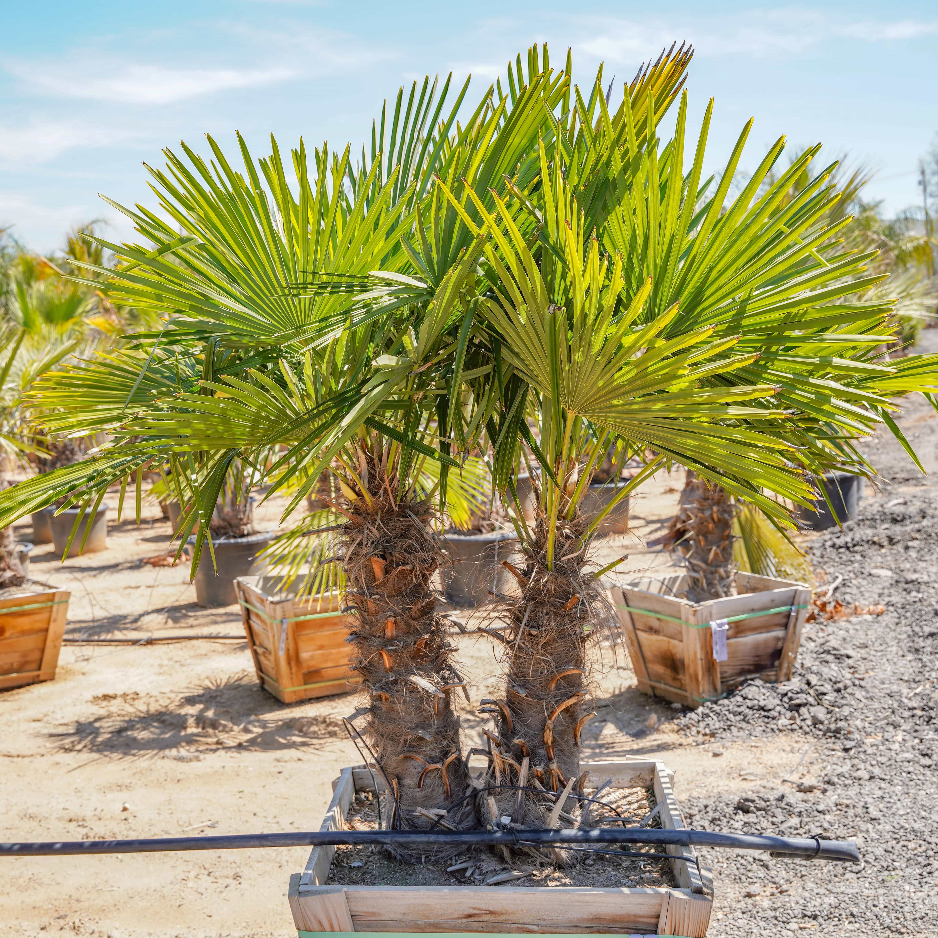 Windmill Palm