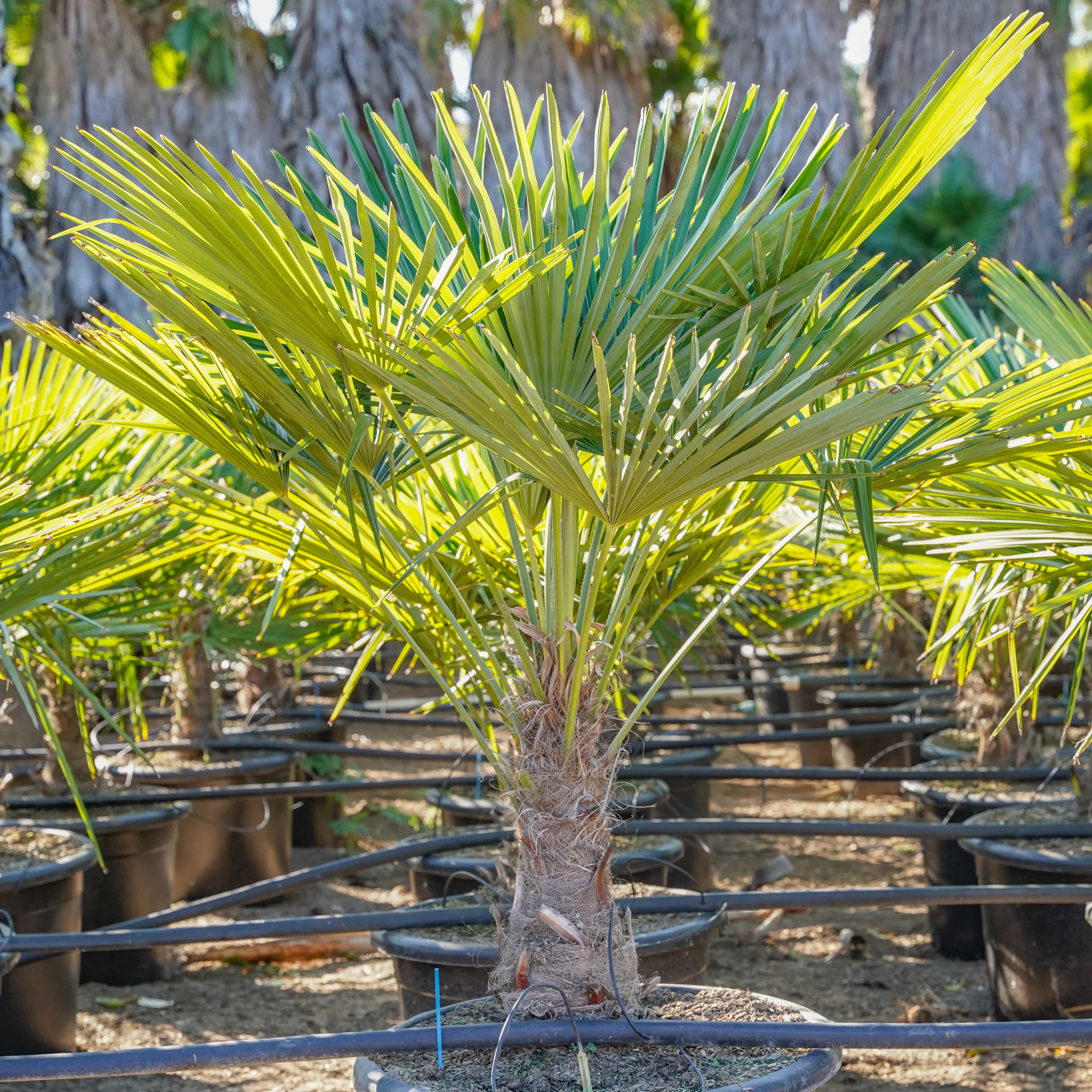 Windmill Palm