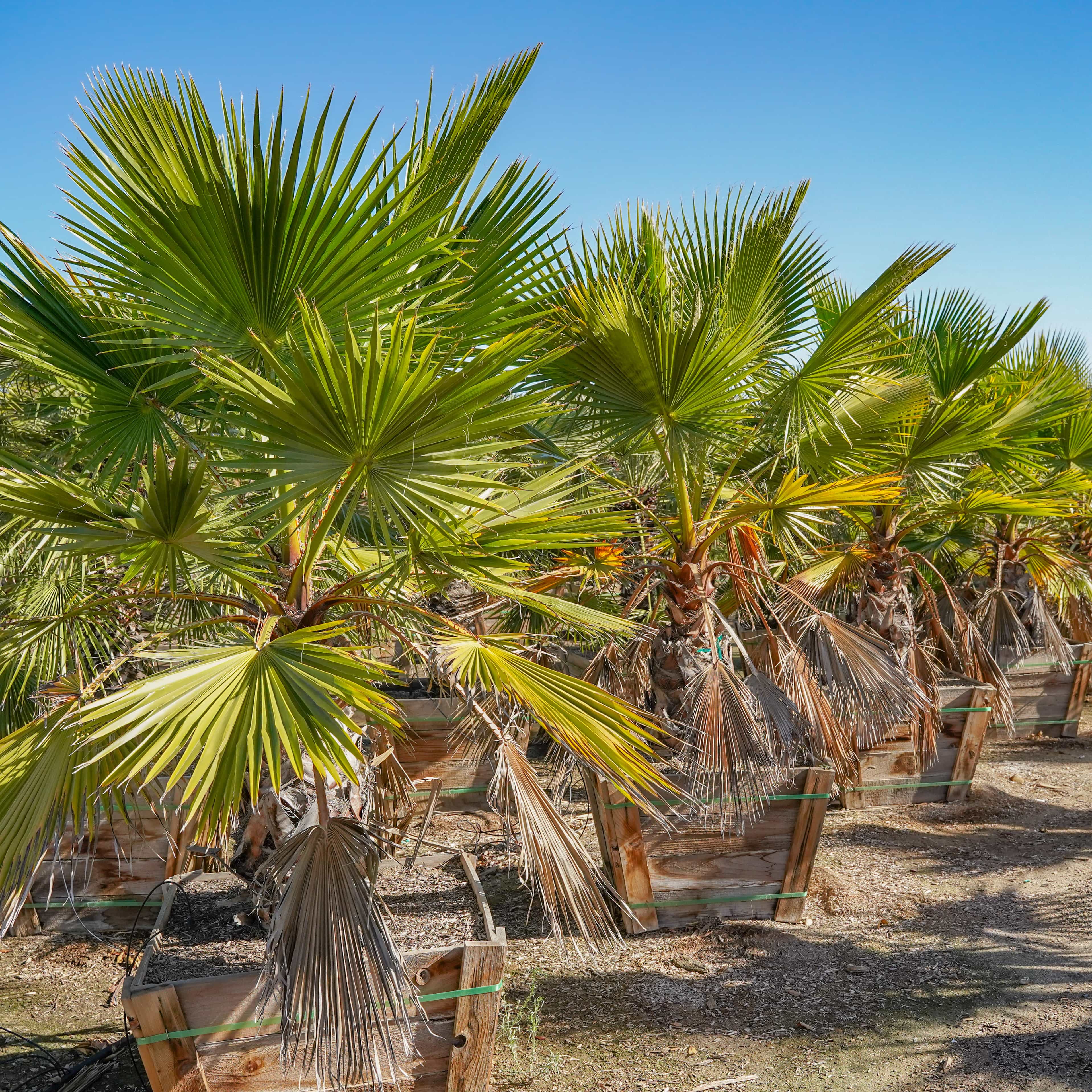 Windmill Palm