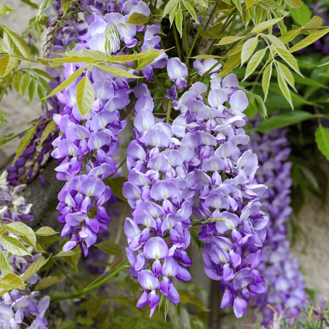 Wisteria flowers close up while growing on wall 