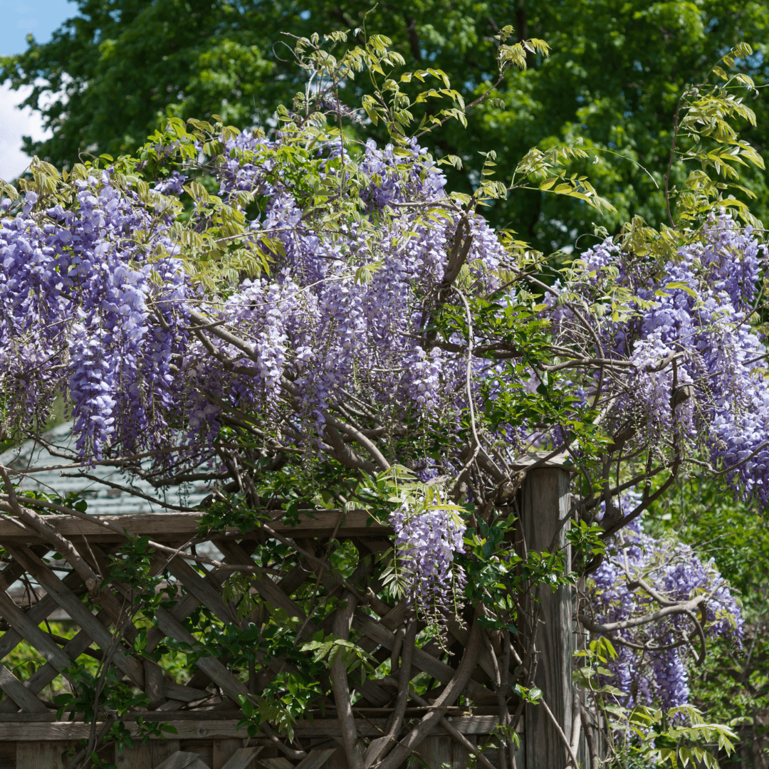 Wisteria flowers close up while growing on fence